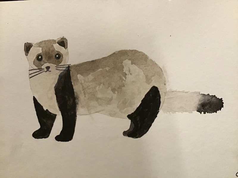  Artist: Cora Shaklee
Species: Black Footed Ferret
Endemic to: Black footed ferret is endemic to the Great Plains of the United States. They are important for controlling Prairie Dog populations. They were almost extinct but scientists were able to help them come back.