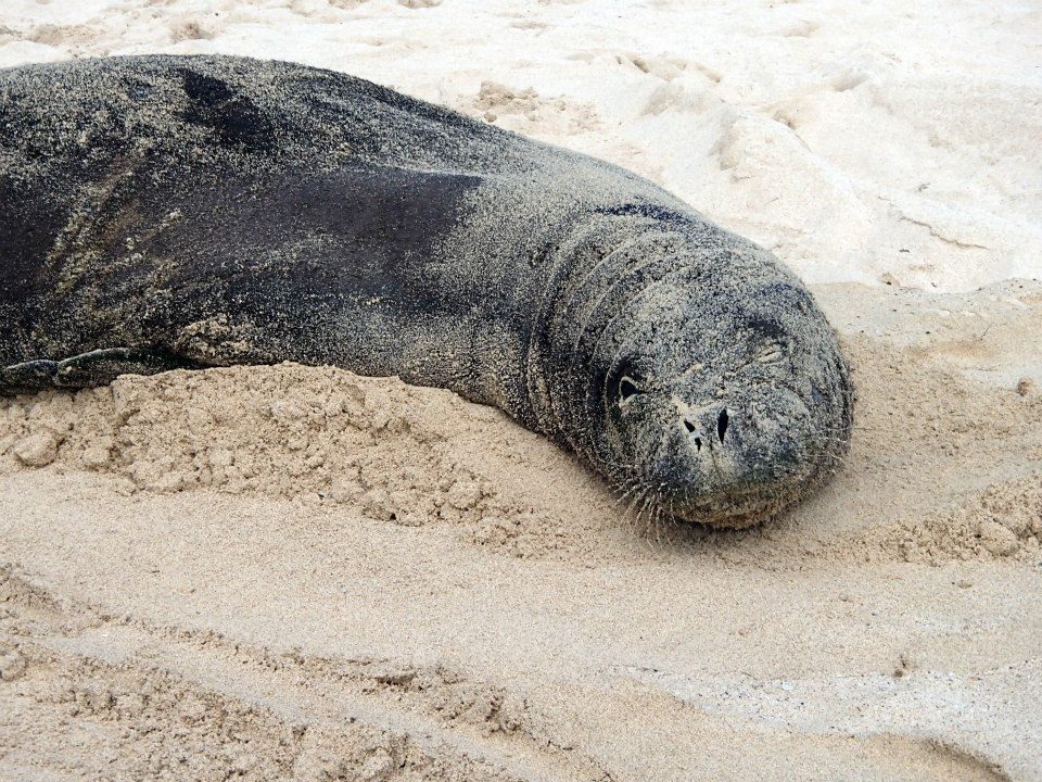 Species: Hawaiian Monk Seal
Endemic to: The Hawaiian Islands. They are one of the most endangered species in the world, with only about 1,400 left in their population.