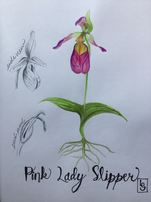 Artist: Anonymous
The pink lady slipper is An orchid endemic to northeastern United States and eastern Canada. According to the University of Maine the Pink Lady Slipper is a species of special concern because it requires special habitat requirements.