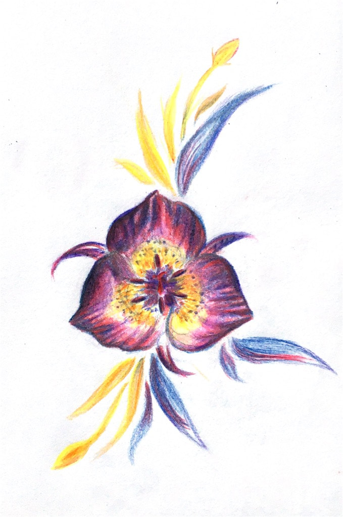 Artist: Mia Tsuchida This is an interpretation of the Plummer's mariposa lily, an endemic species of Southern California.